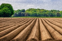 Agricultura cosechó frutos en la pandemia