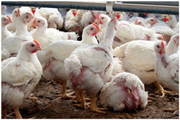 Sector avícola mexicano: resiliente a adversidades