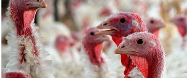 Primer caso humano de influenza aviar A H5N2 en...