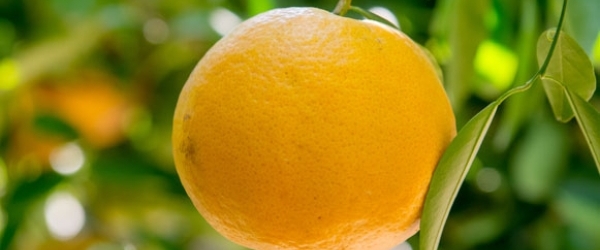 Apertura del mercado mexicano a naranjas chilenas