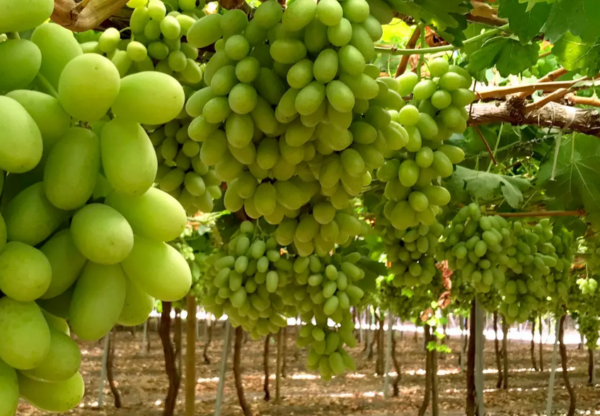 Planes de trabajo de fruta